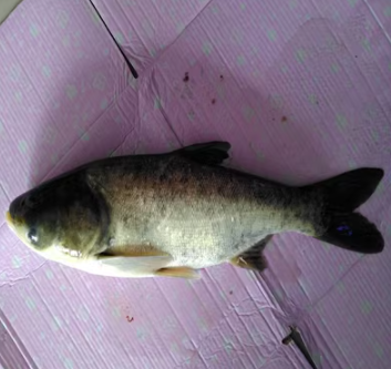 胖头鱼冷冻水产花鲢鱼淡水鱼冬捕胖头鱼3--8斤礼盒装正品